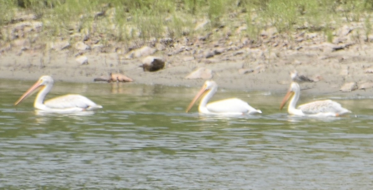 American White Pelican - ML355655531