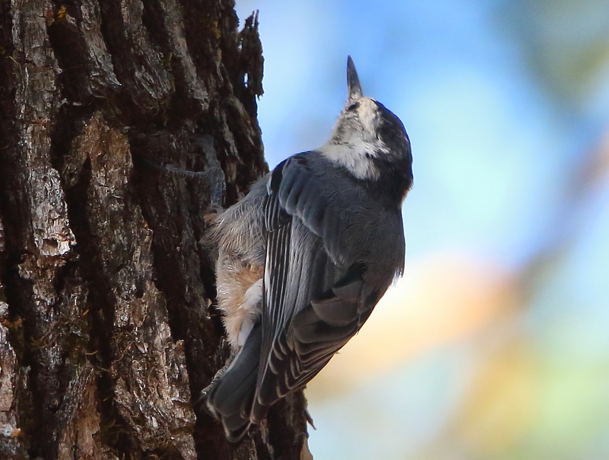 White-breasted Nuthatch - Mark  Ludwick