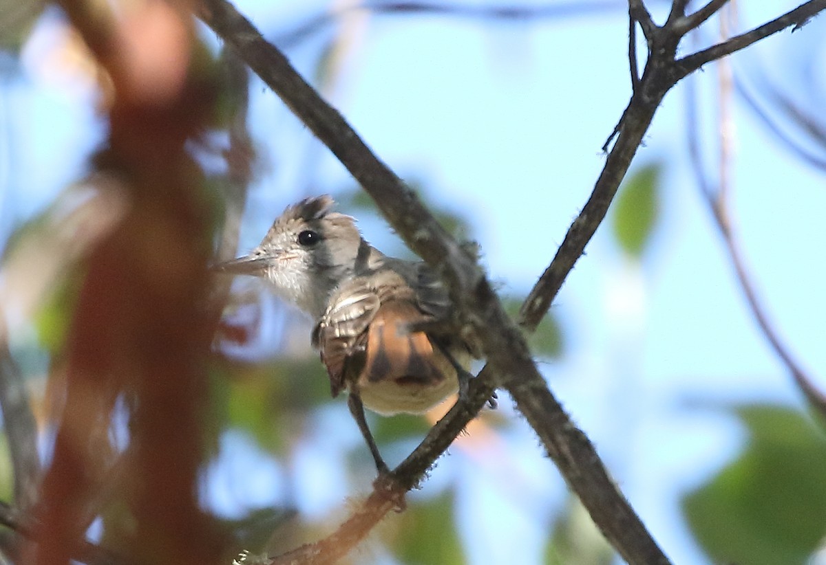 Ash-throated Flycatcher - Mark  Ludwick