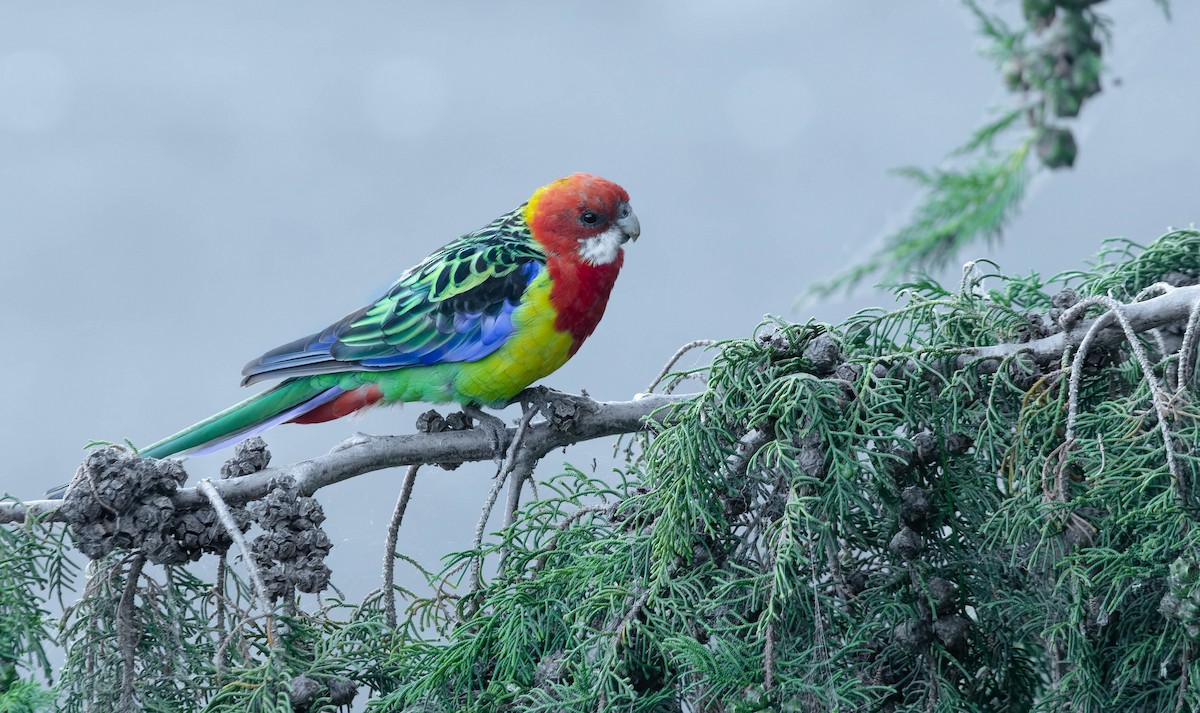 Eastern Rosella - ML355657221