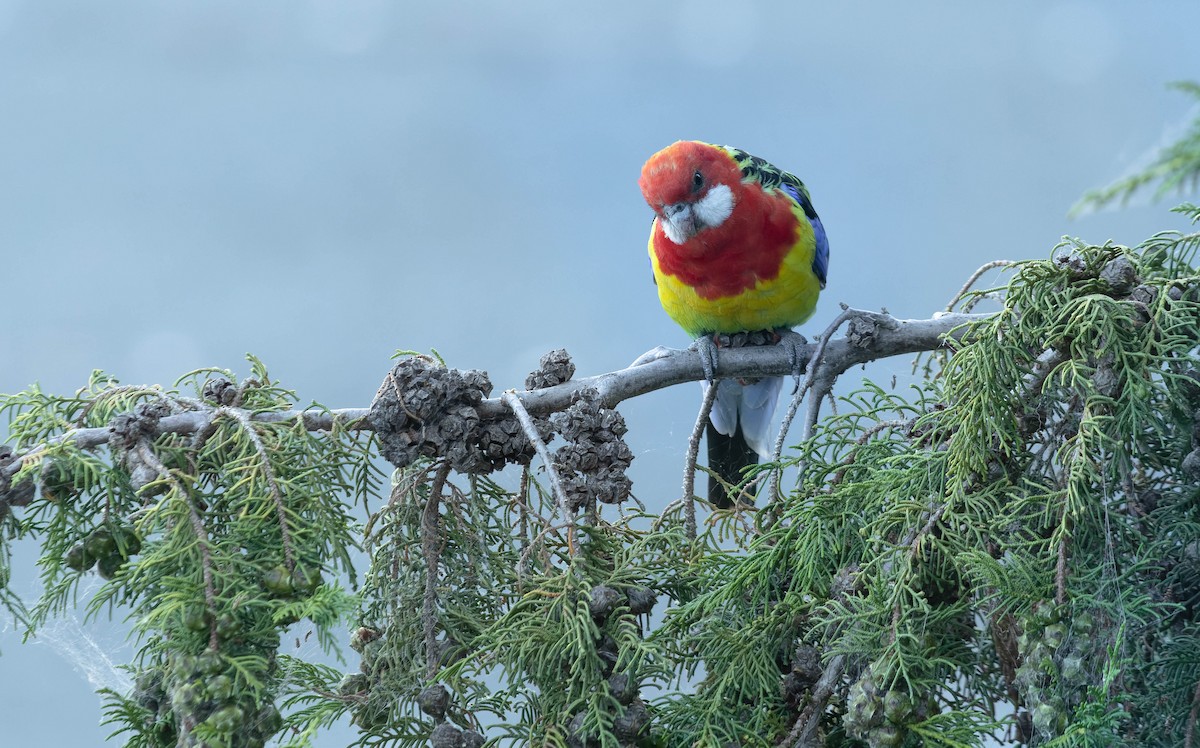 Eastern Rosella - ML355657231