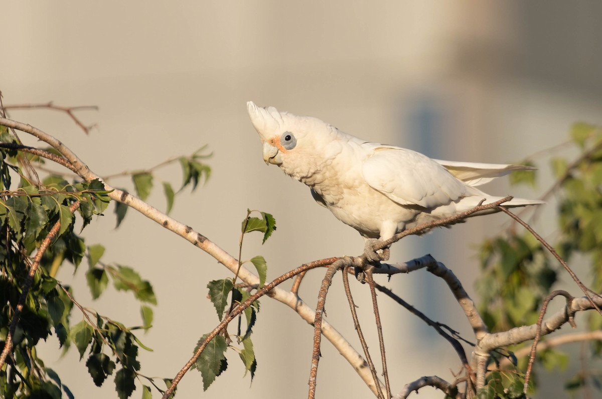 Cacatúa Sanguínea - ML355657251