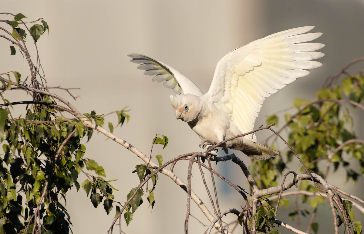 Cacatoès corella - ML355657261