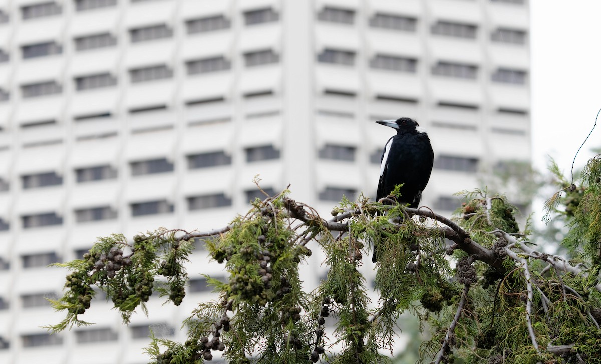 Australian Magpie - Zebedee Muller