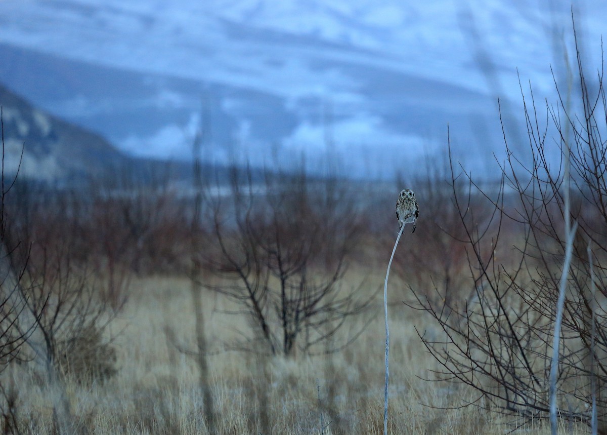 Short-eared Owl - ML35565731