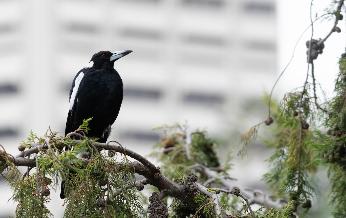 Australian Magpie - ML355657311