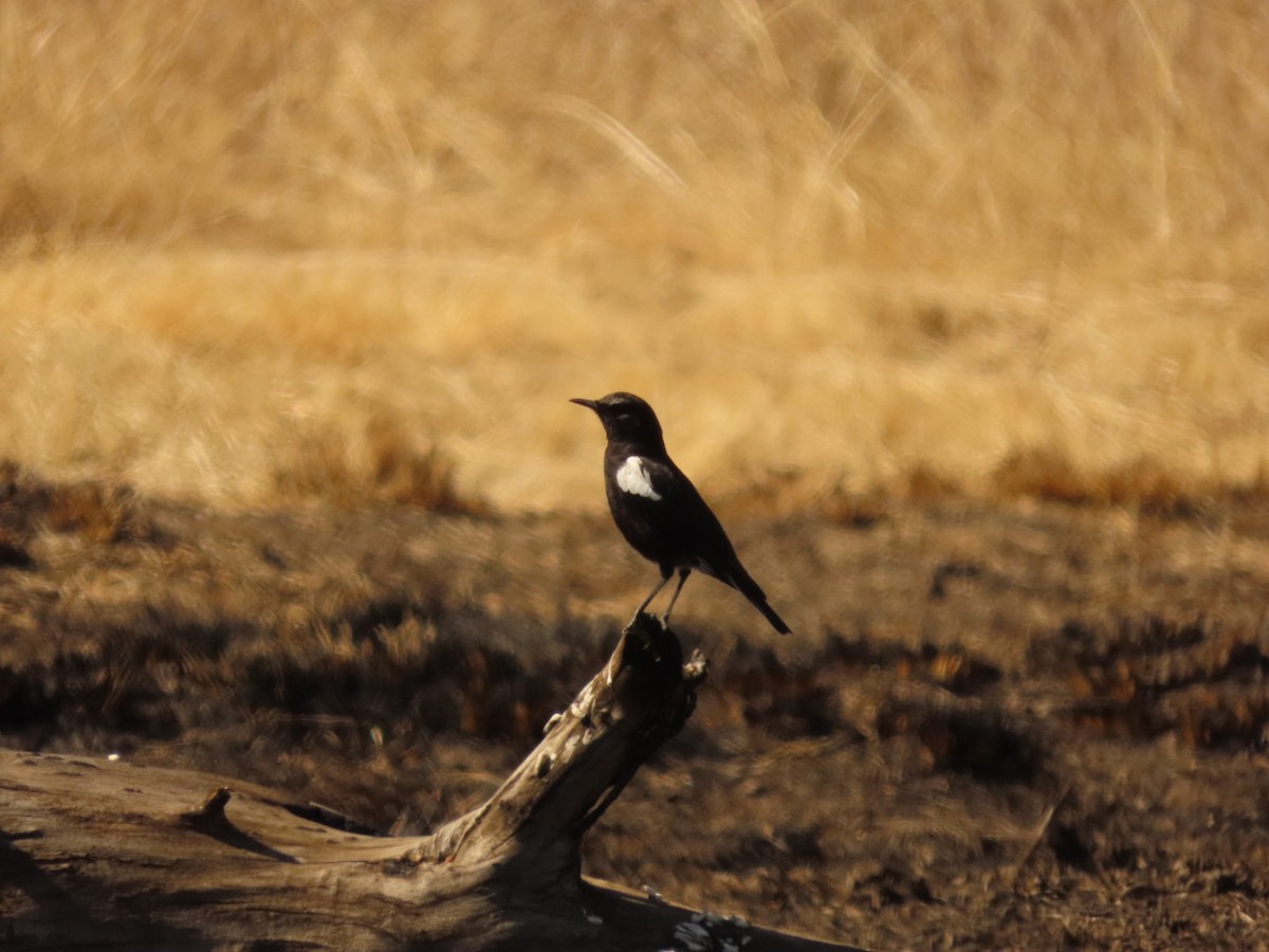 Mountain Wheatear - Lloyd Nelson