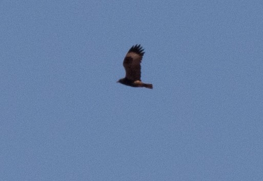 Black-breasted Kite - Chris Barnes