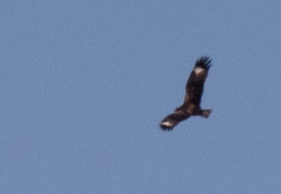 Black-breasted Kite - ML355657861