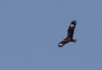 Black-breasted Kite - Chris Barnes