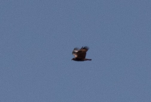 Black-breasted Kite - ML355657871