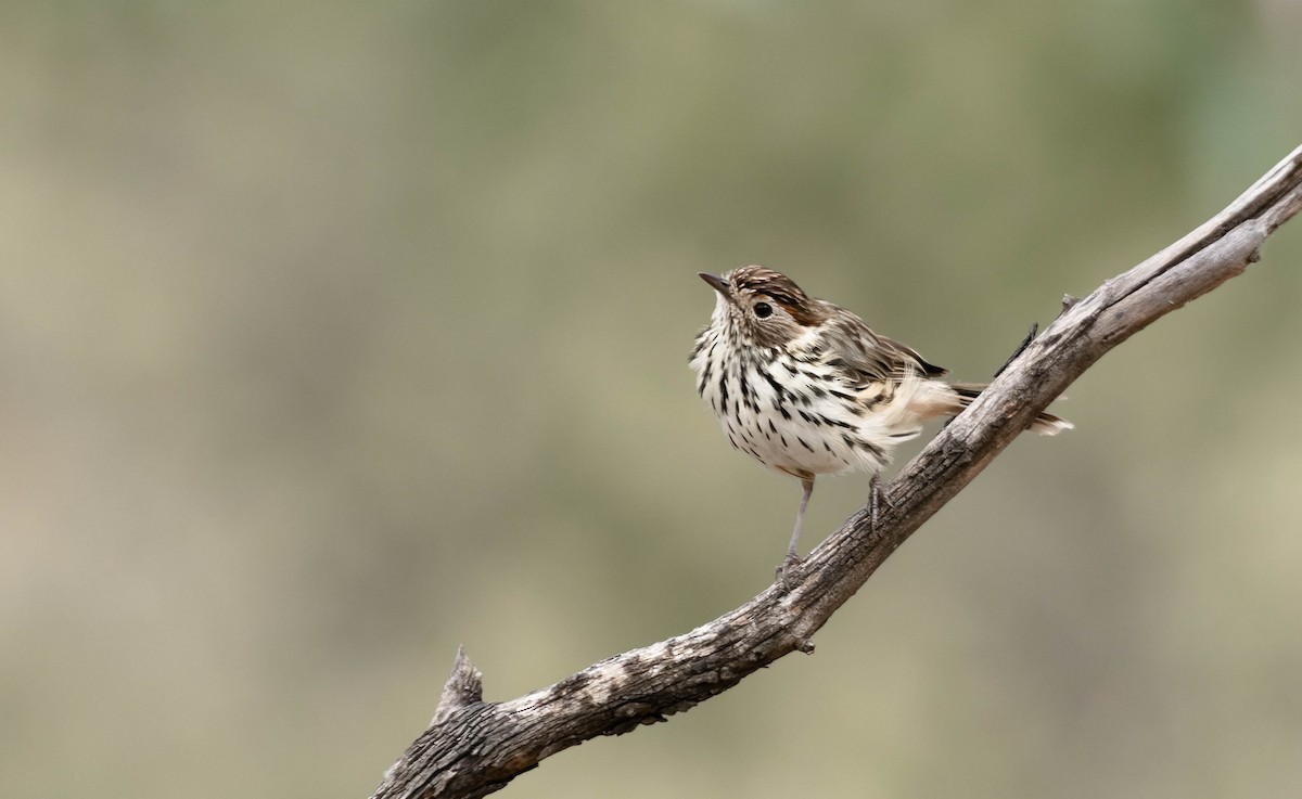 Speckled Warbler - Zebedee Muller