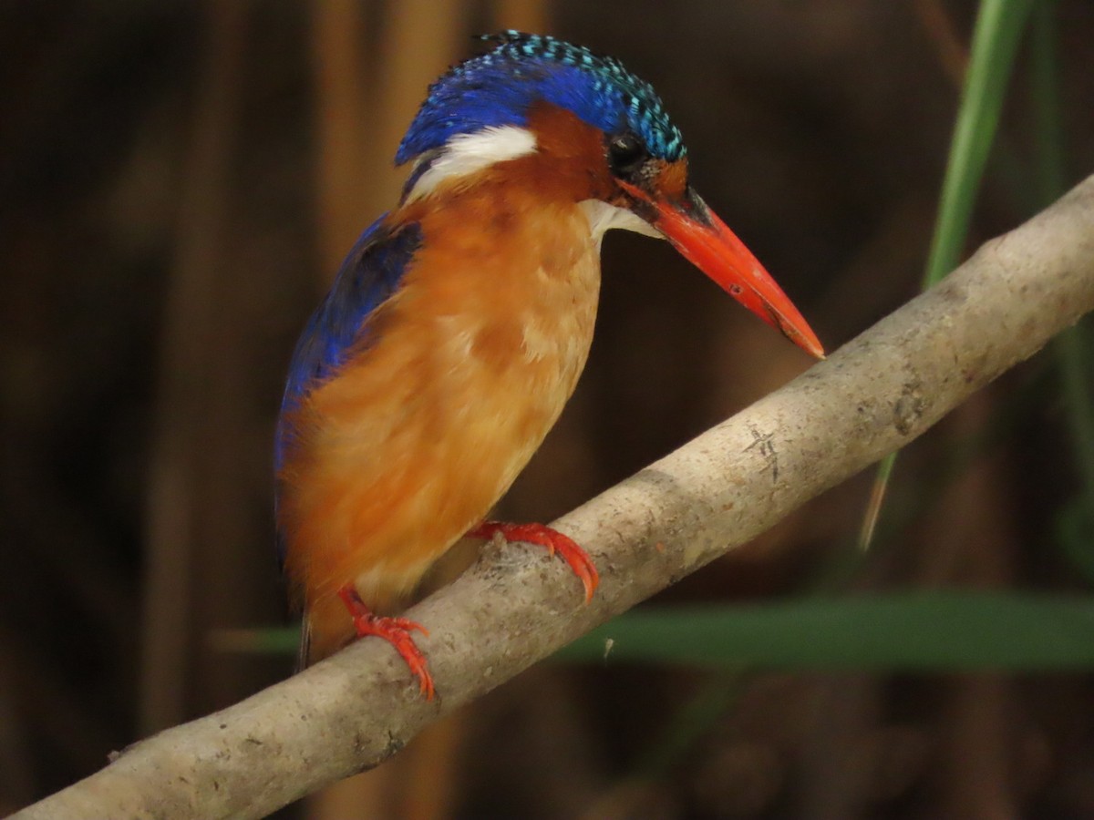 Malachite Kingfisher - ML355658851