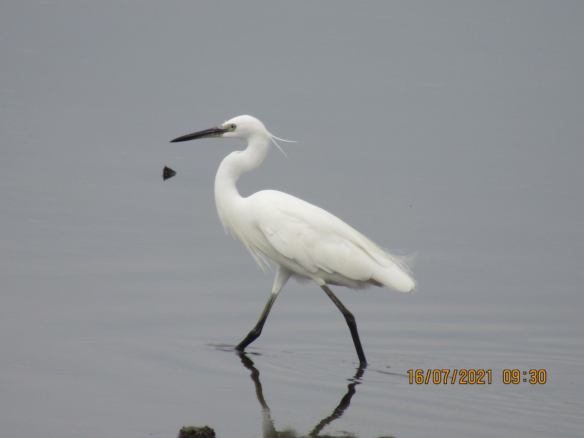 Little Egret - ML355660171