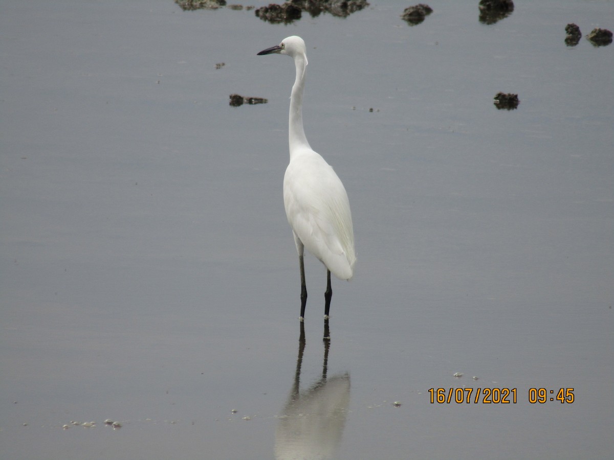 Little Egret - ML355660181