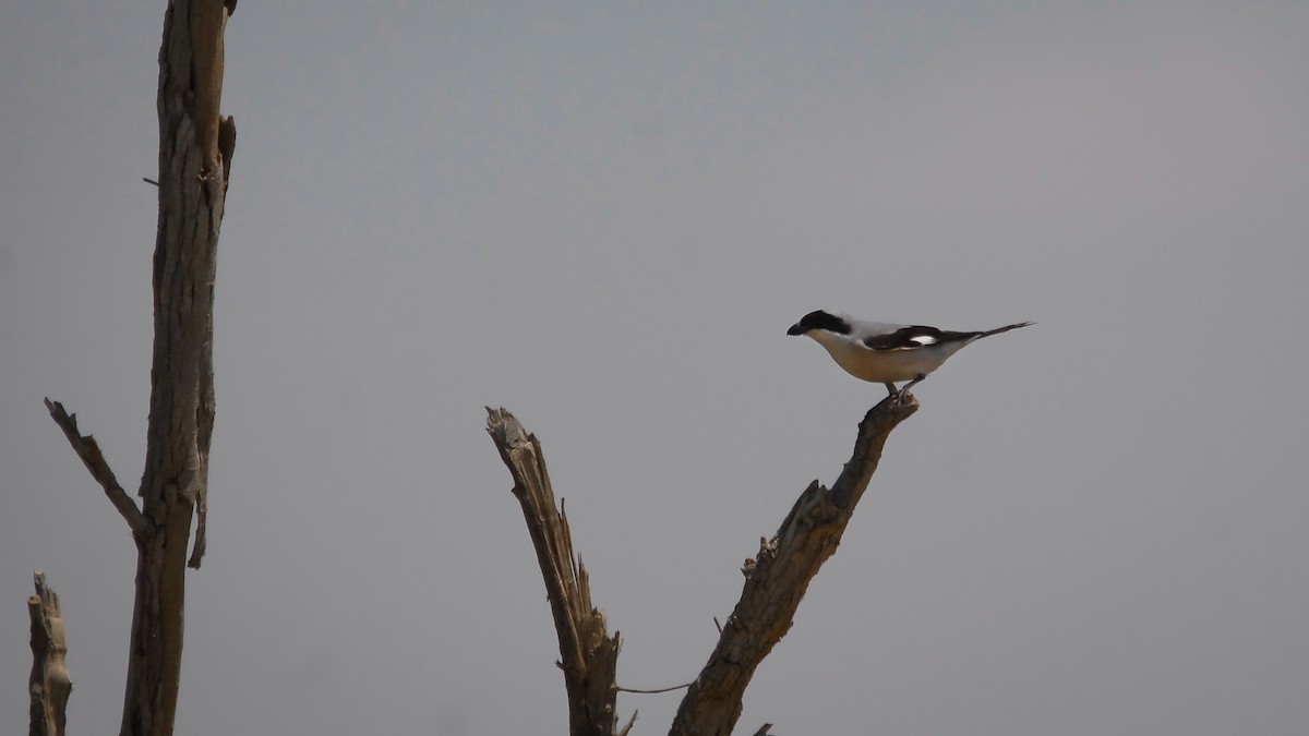 Lesser Gray Shrike - ML355660911