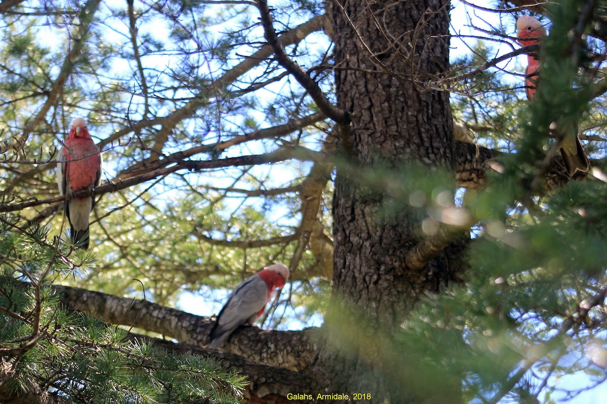 Cacatúa Galah - ML355661141