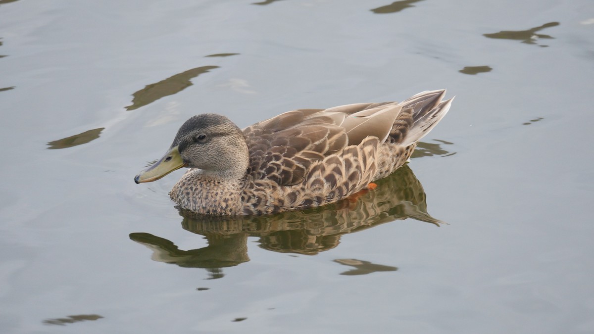 Hawaiian Duck x Mallard (hybrid) - Nick Kalodimos