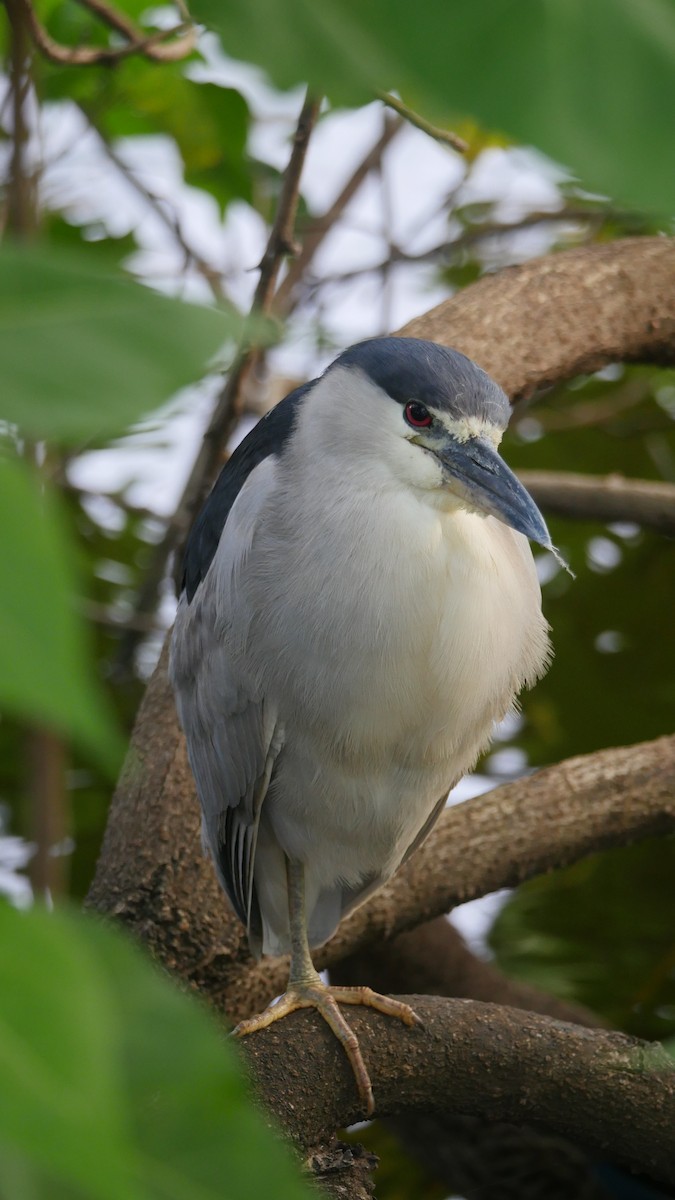 Black-crowned Night Heron - ML355661431