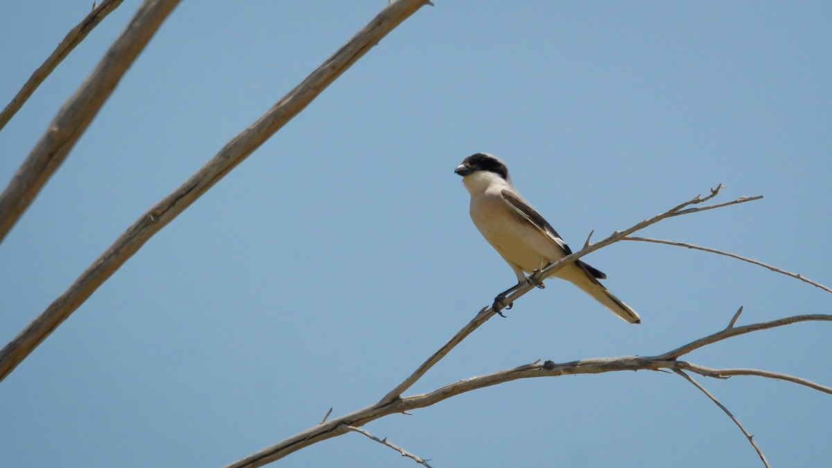 Lesser Gray Shrike - ML355661521