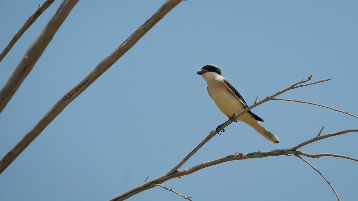 Lesser Gray Shrike - ML355661531