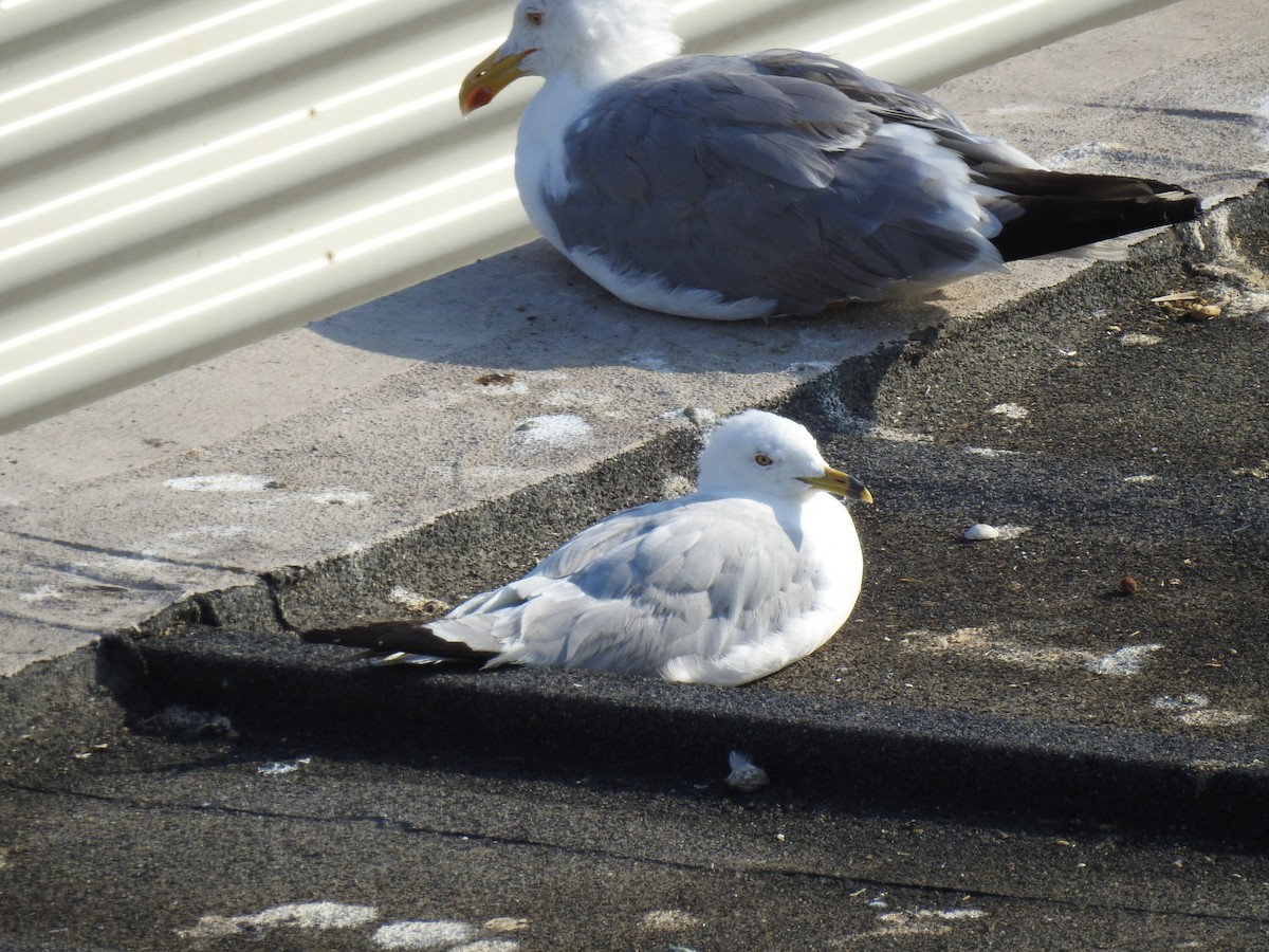 Ring-billed Gull - ML355661921