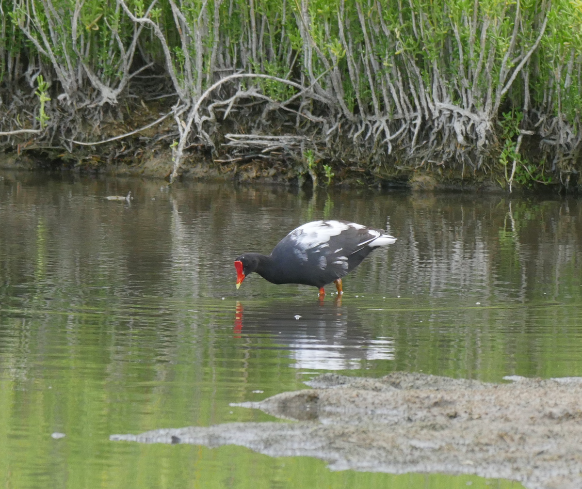 Common Gallinule - ML355663481