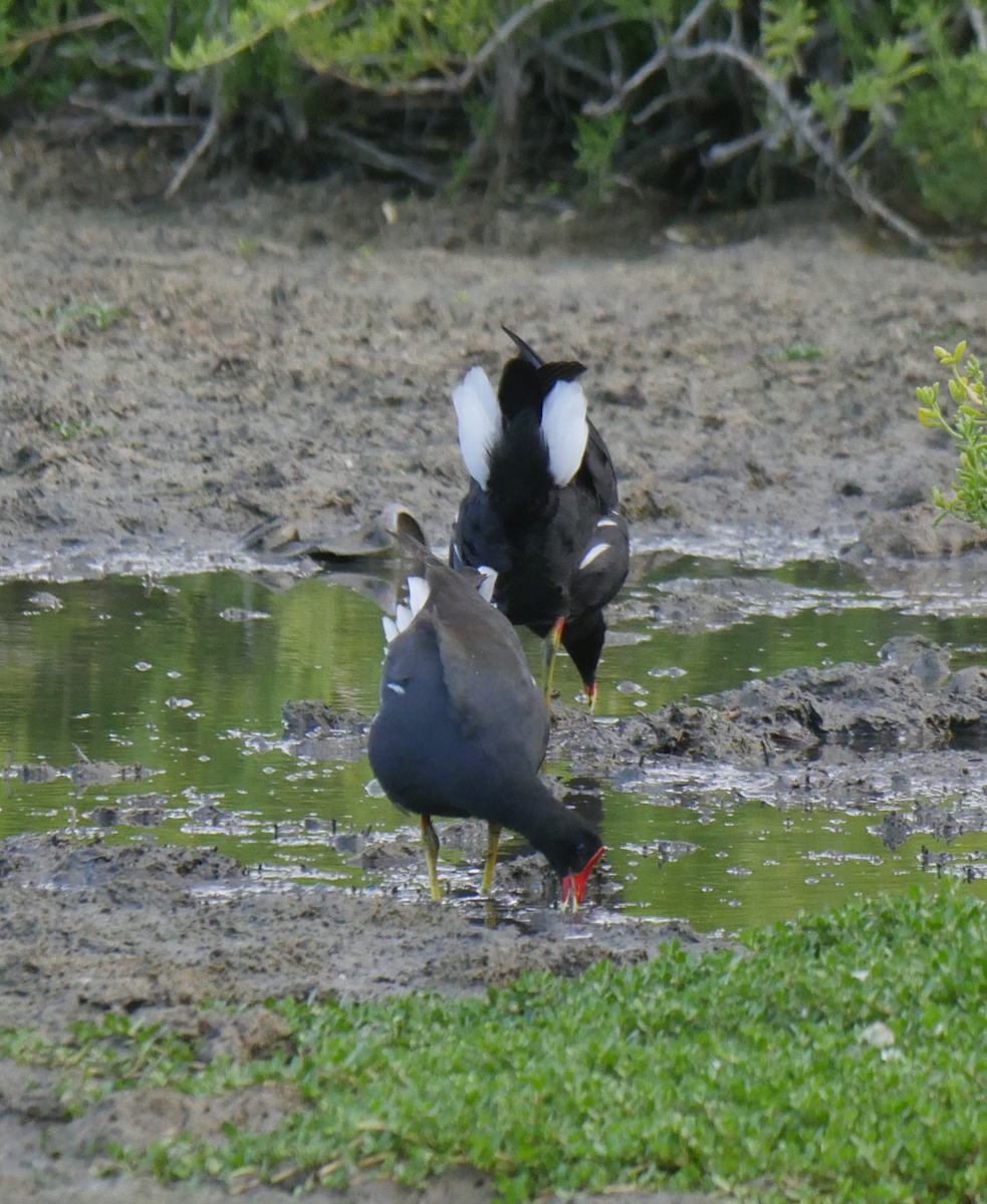 Common Gallinule - ML355663501