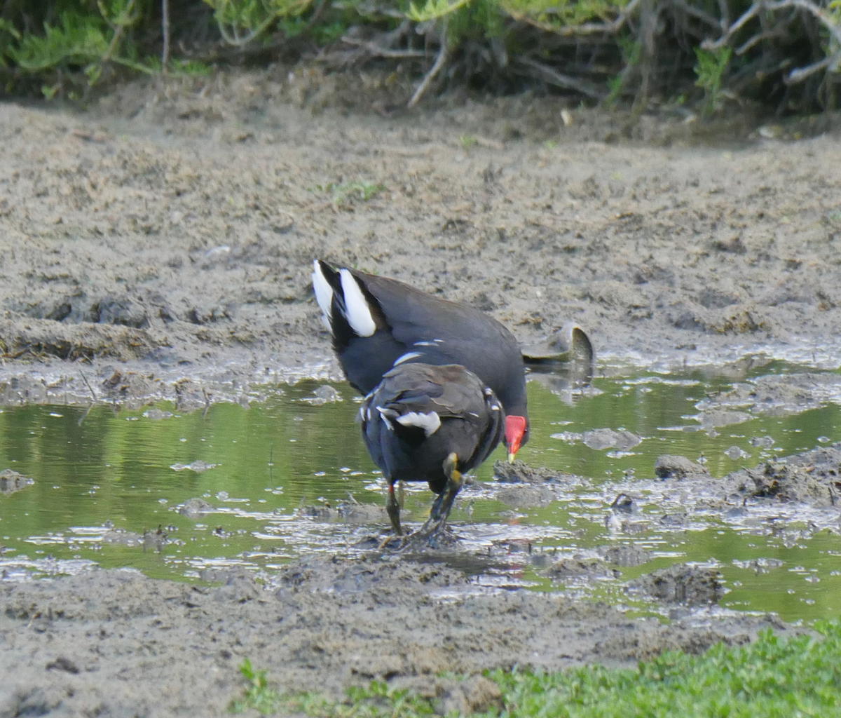 Common Gallinule - ML355663511