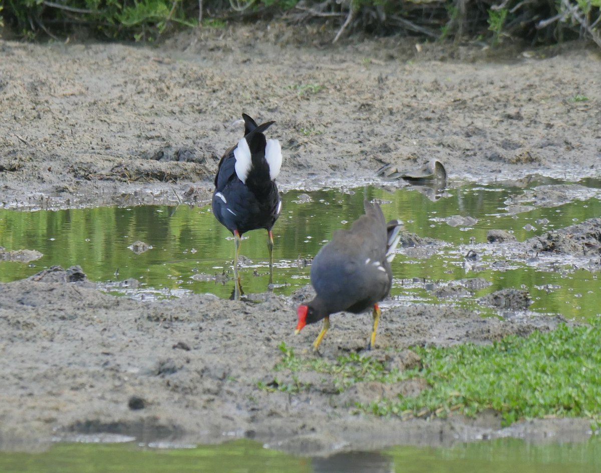 Common Gallinule - ML355663521