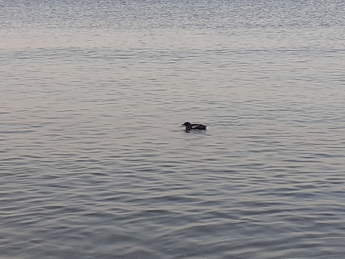 Black Guillemot - ML355663671