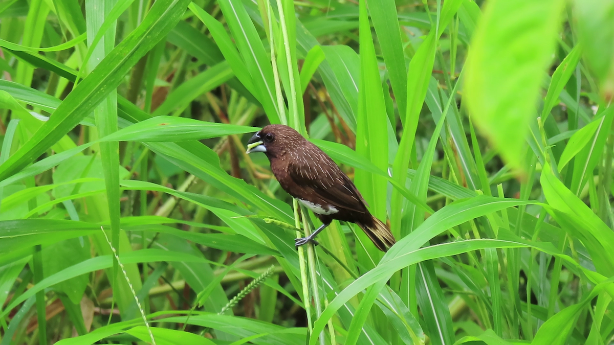 White-bellied Munia - ML355665571