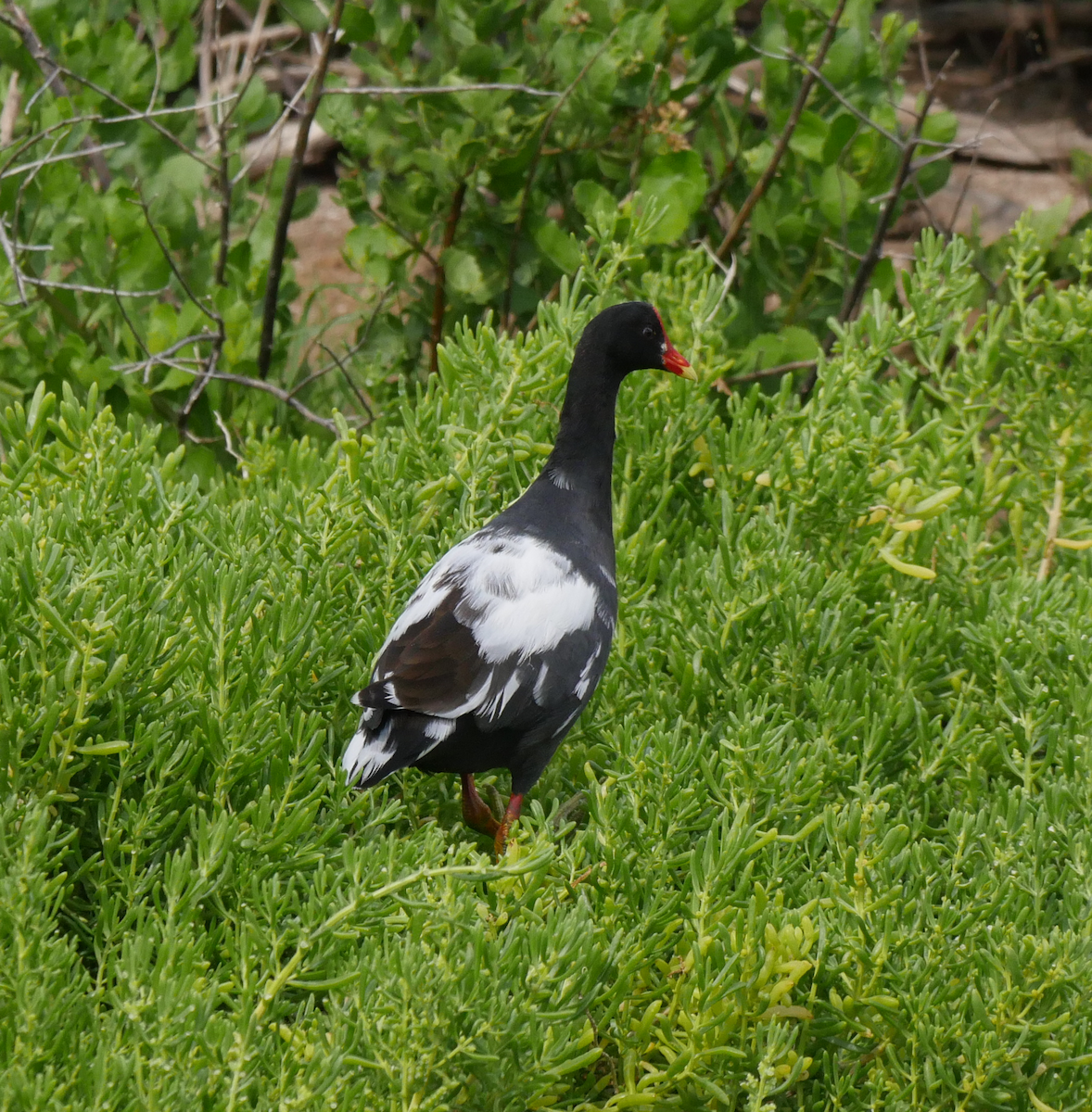 Common Gallinule - ML355665801