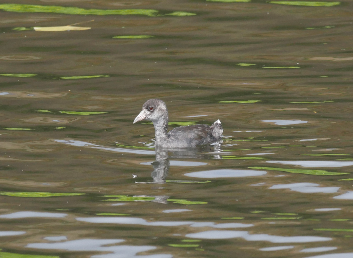 Hawaiian Coot - ML355665811