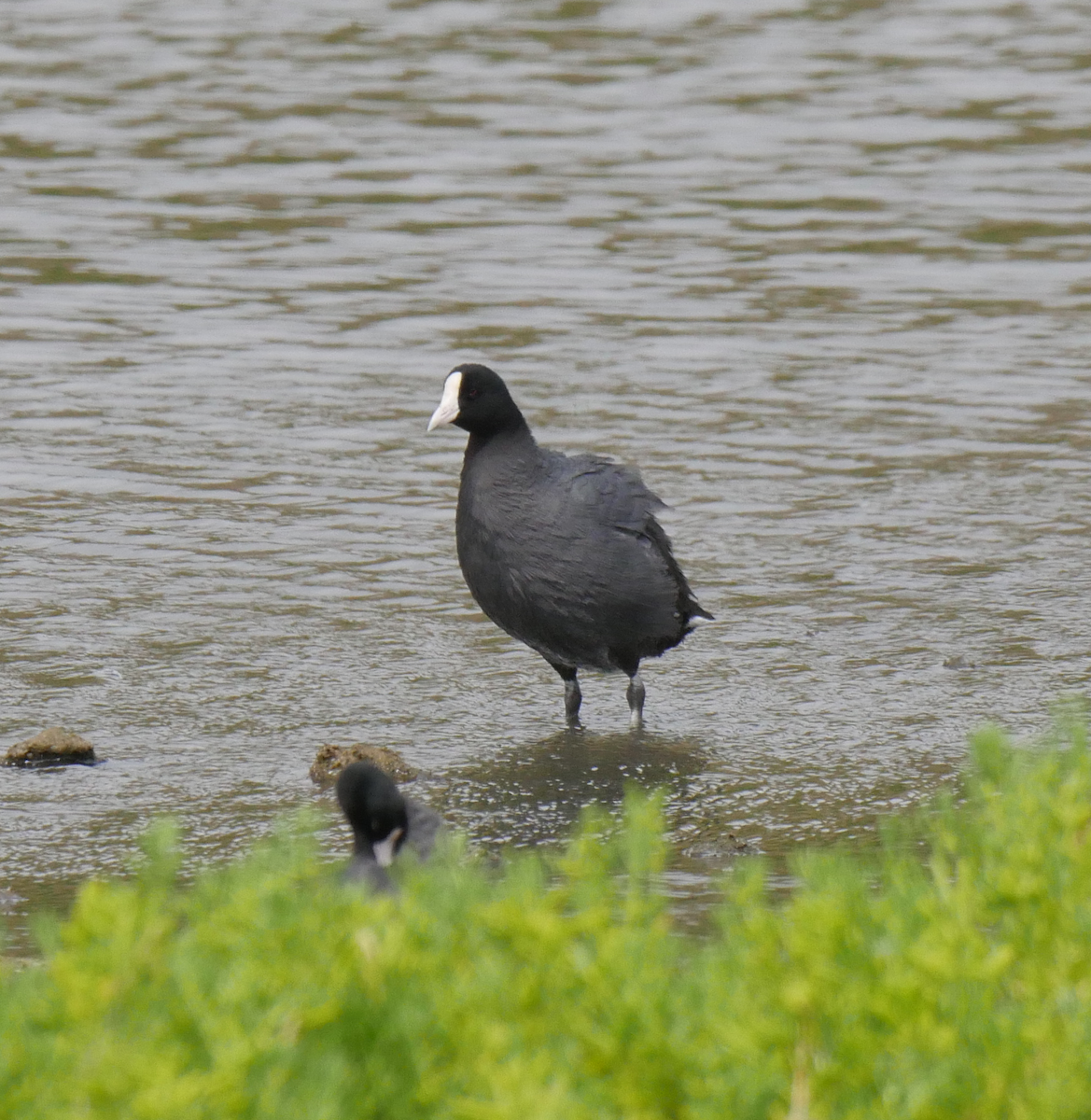 Hawaiian Coot - ML355665831