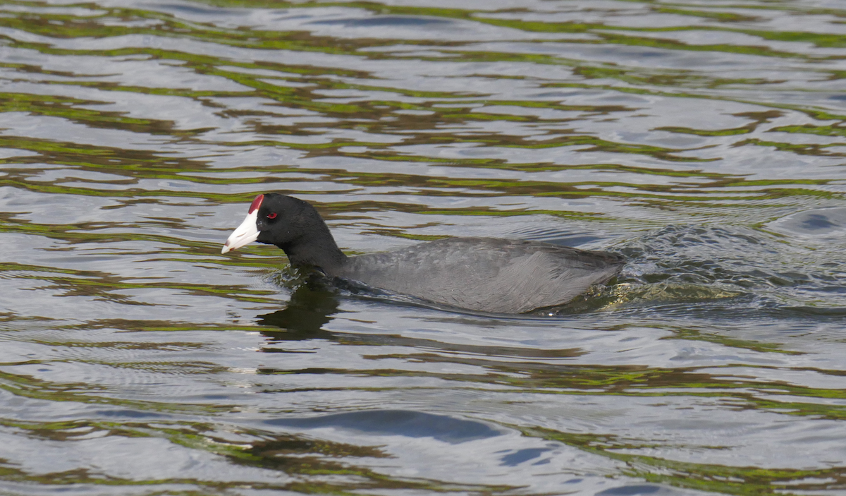 Hawaiian Coot - ML355665841