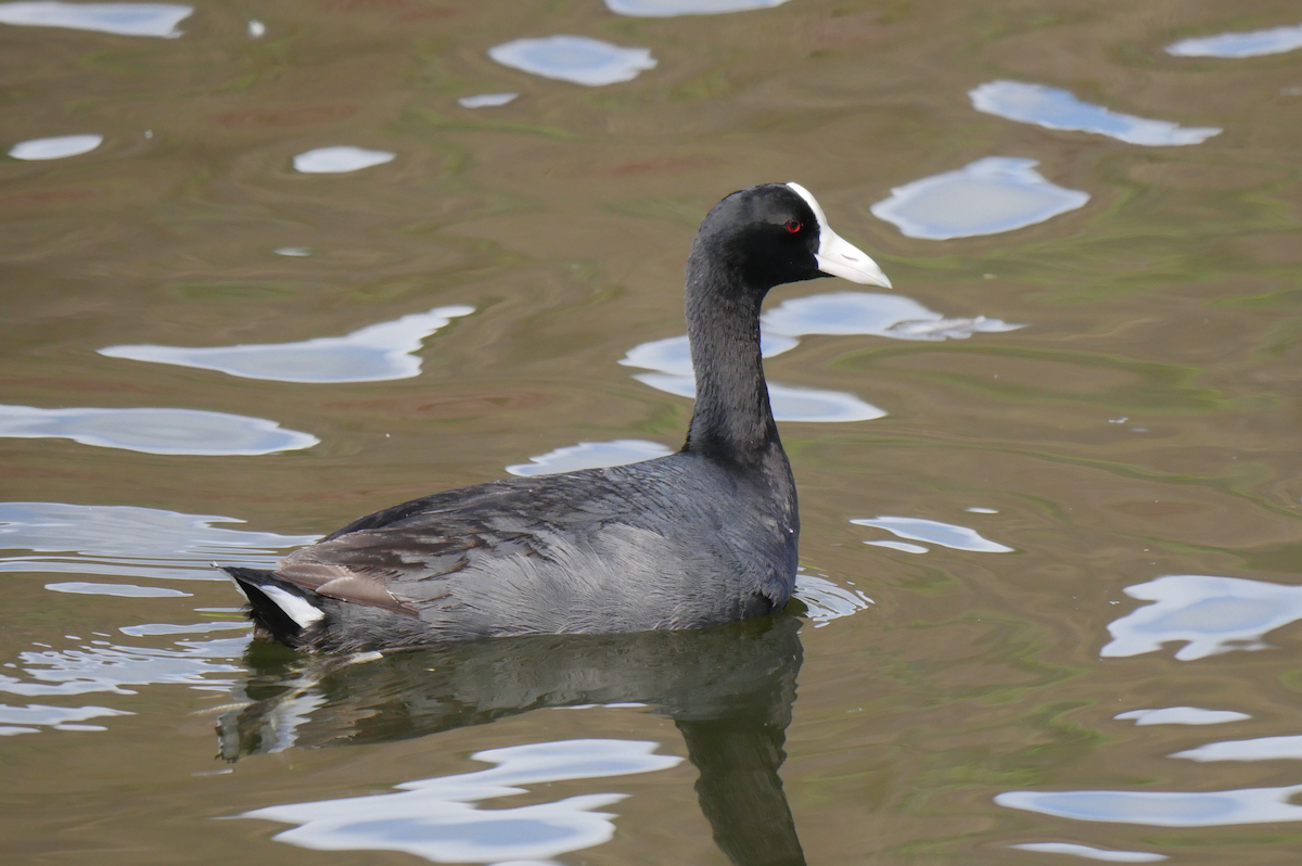 Hawaiian Coot - ML355665851