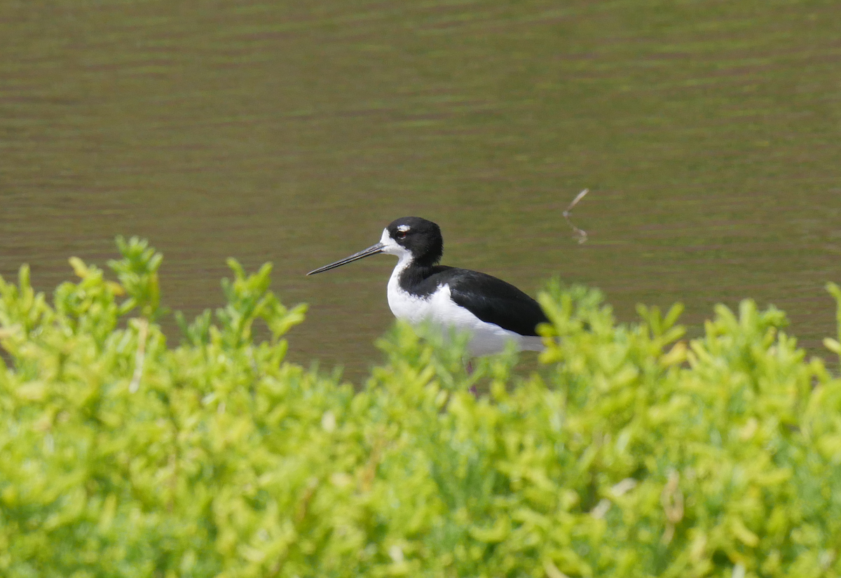 Black-necked Stilt - ML355665861