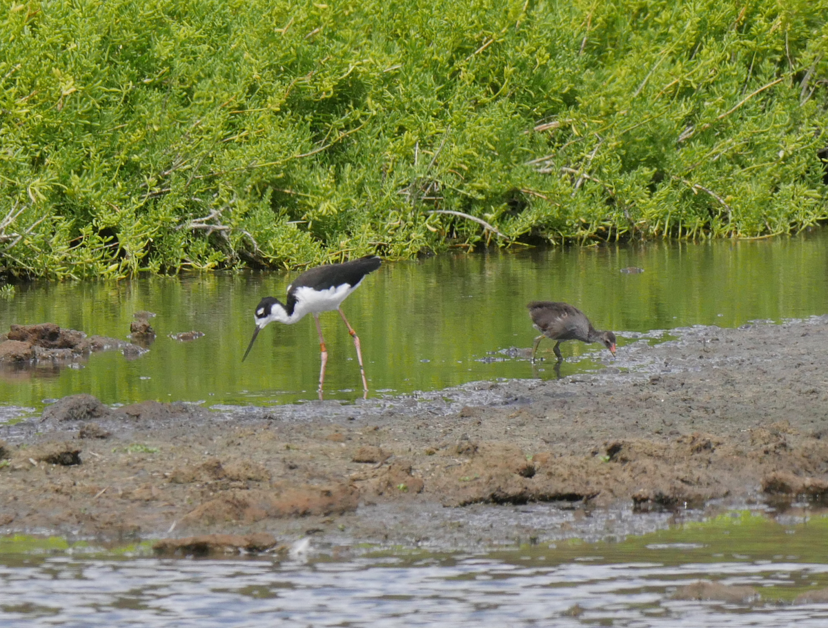 Common Gallinule - ML355665871