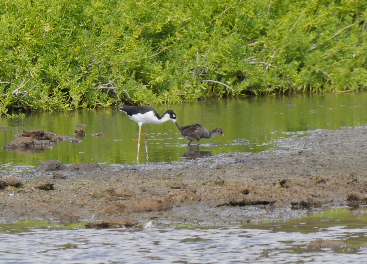 Common Gallinule - ML355665881