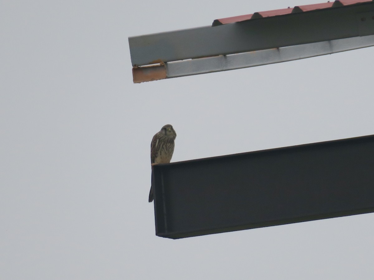 Eurasian Kestrel (Eurasian) - ML355665901