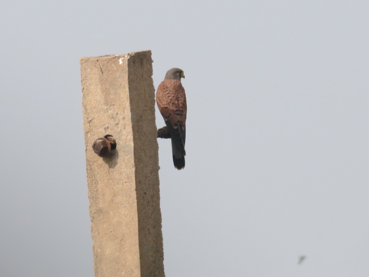 Eurasian Kestrel (Eurasian) - ML355666011