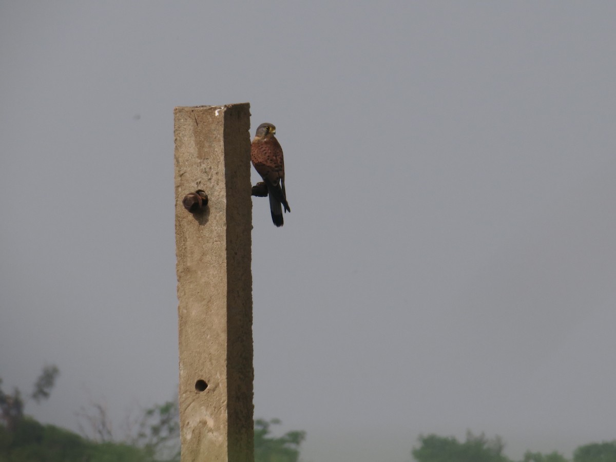 Eurasian Kestrel (Eurasian) - ML355666021