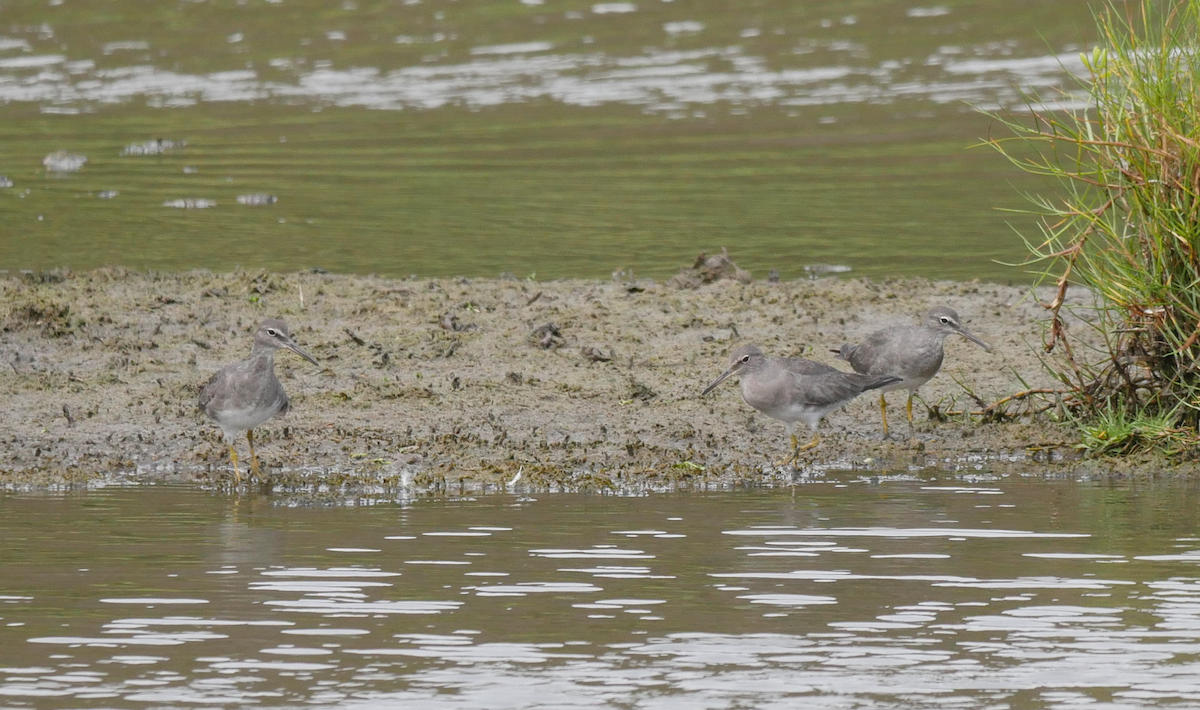 Wandering Tattler - ML355666091