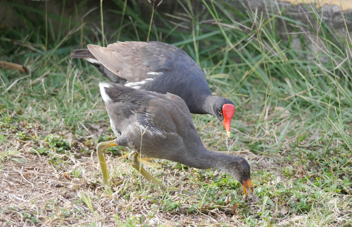 Common Gallinule - ML355666431