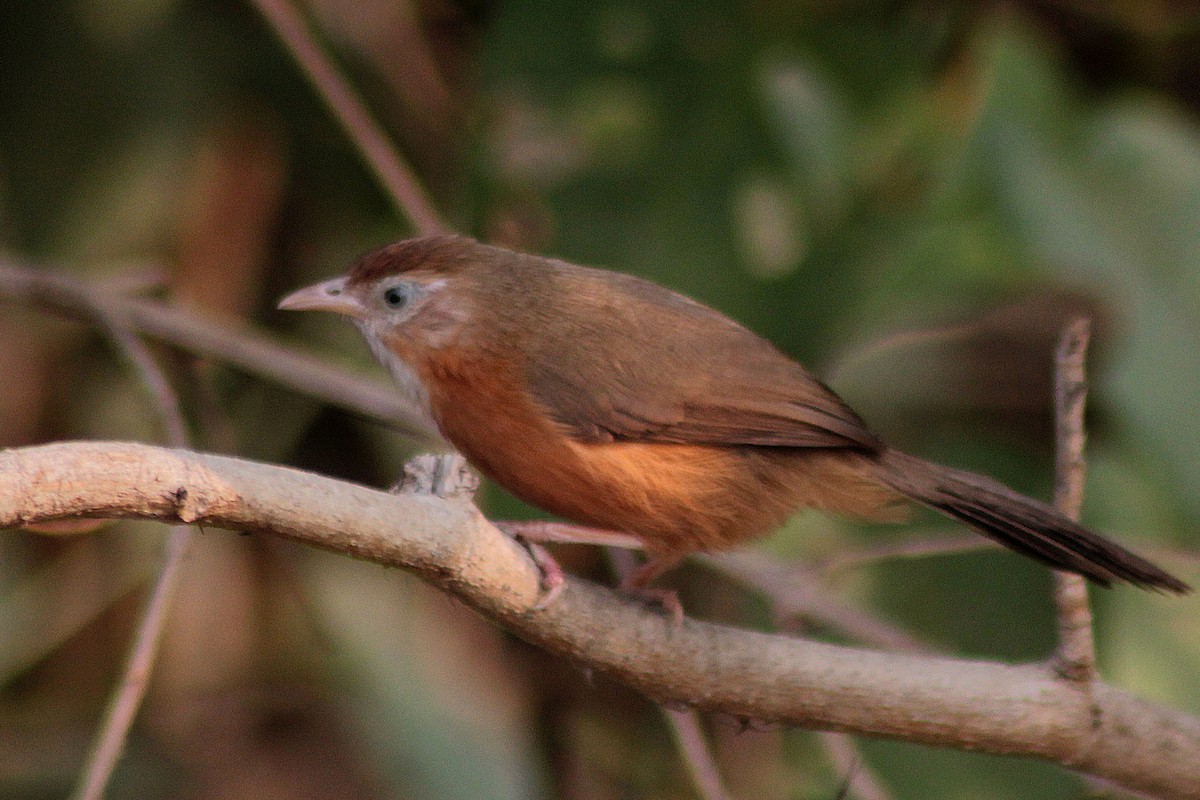 Tawny-bellied Babbler - ML355666461