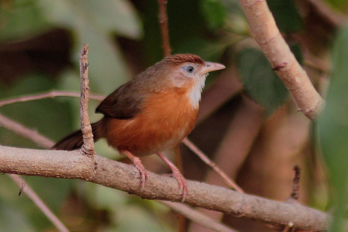 Tawny-bellied Babbler - ML355666481
