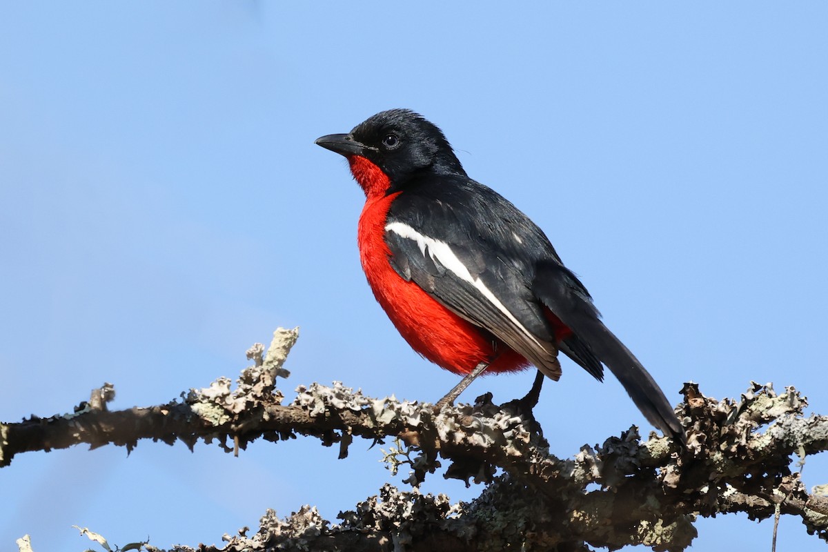 Crimson-breasted Gonolek - Daniel Engelbrecht - Birding Ecotours