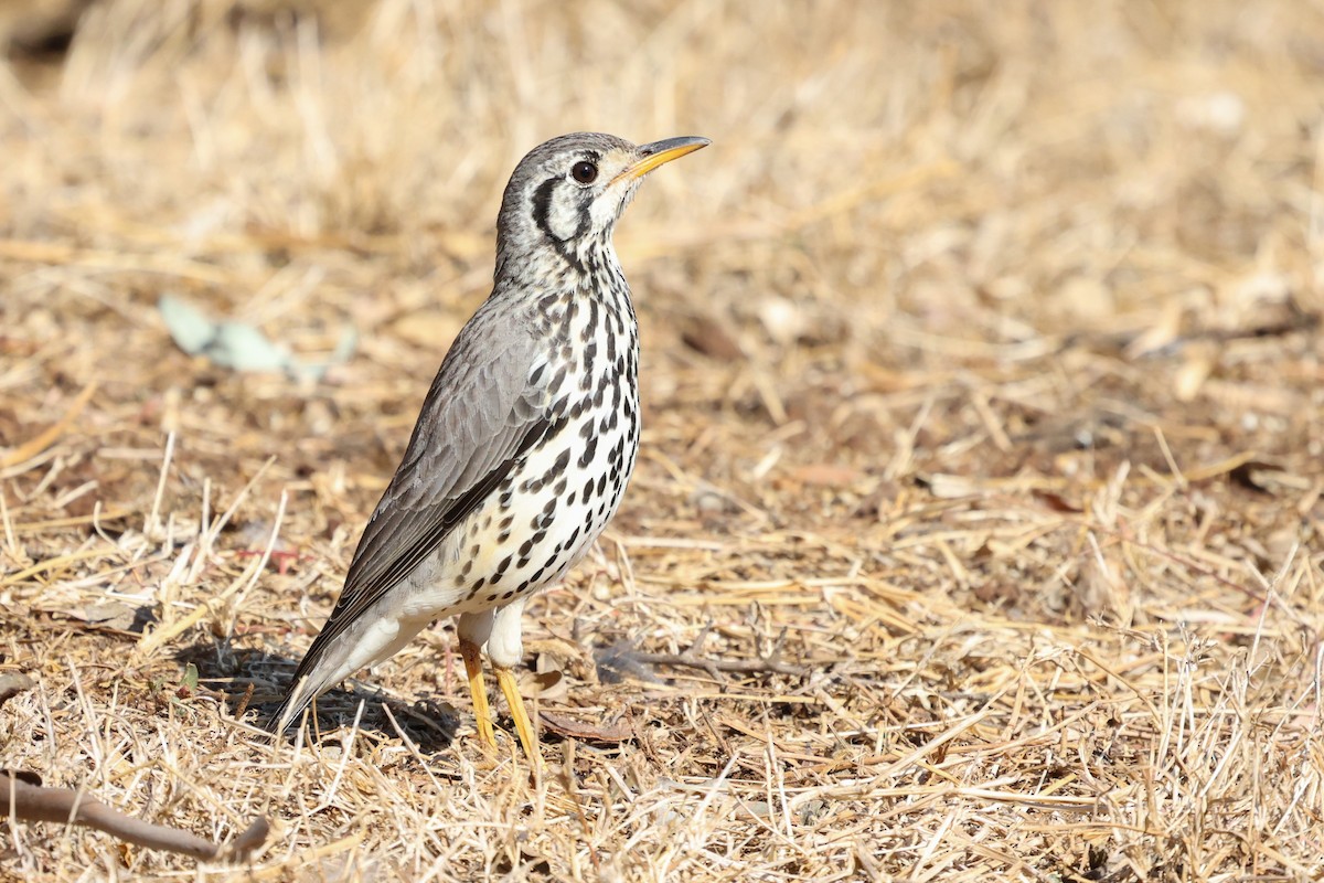 Groundscraper Thrush - ML355666781