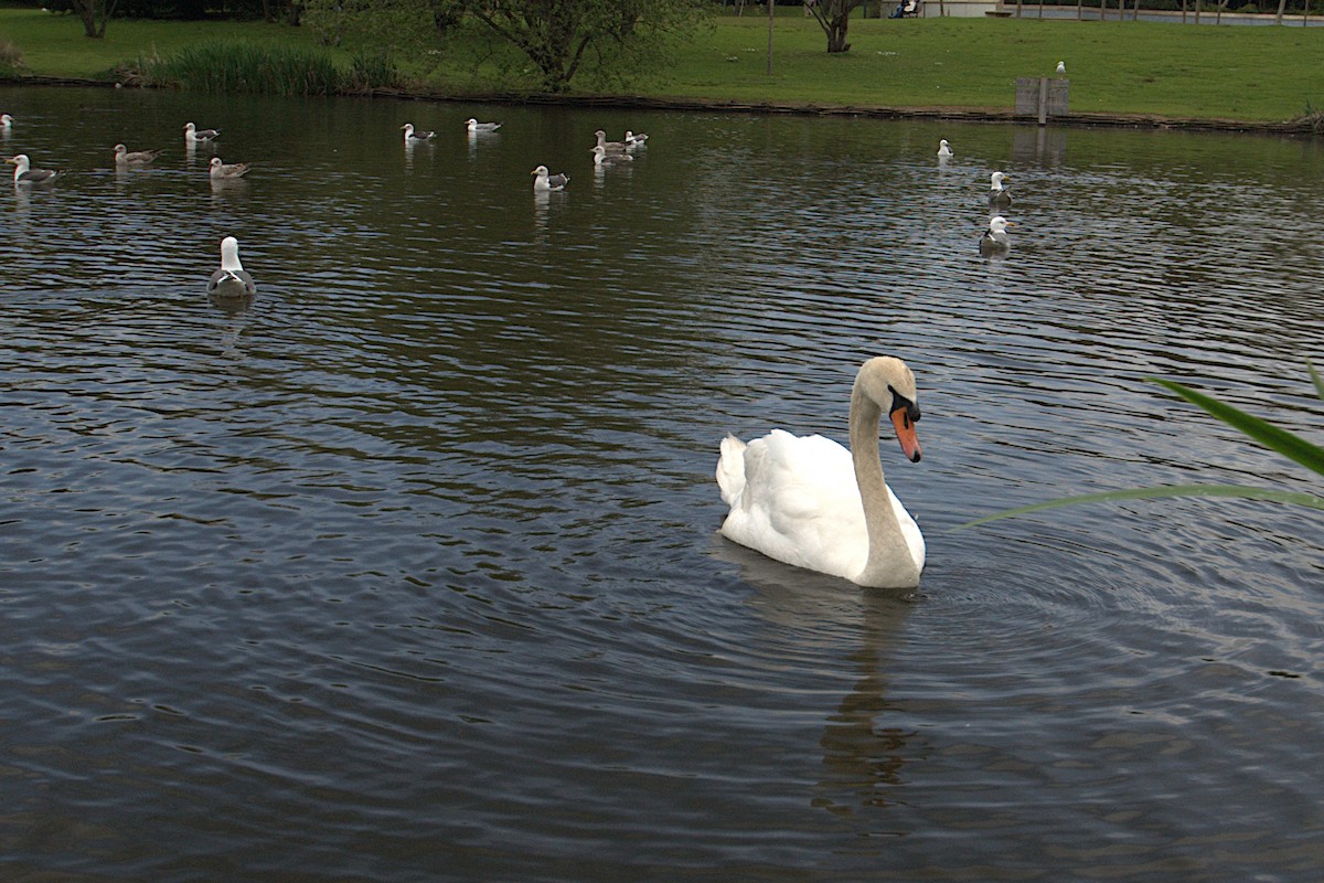 Mute Swan - ML355668011